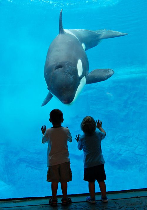 水槽を眺める子供