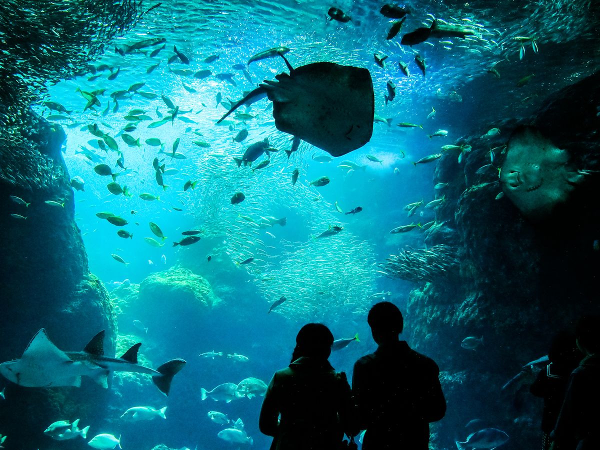 水族館内画像