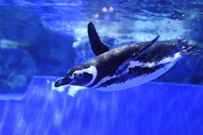 可愛いペンギンたち