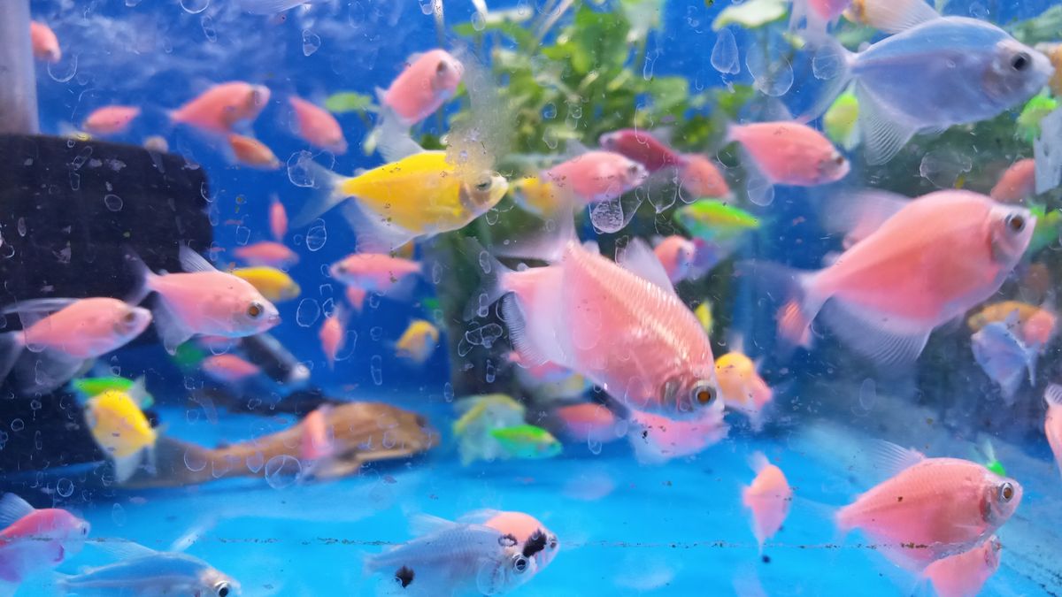カラフルな熱帯魚