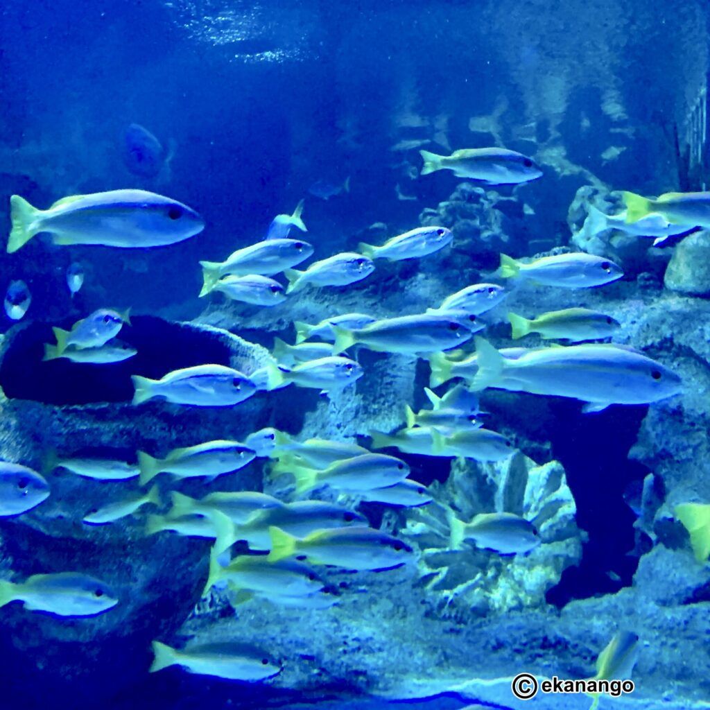 巨大水槽の中央エリア