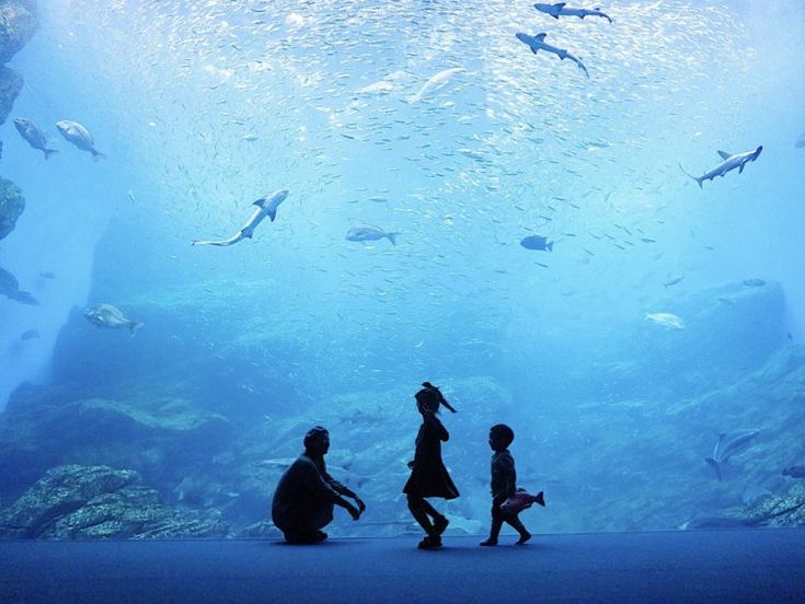 巨大水槽の右側エリア