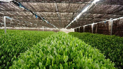Tea plantation