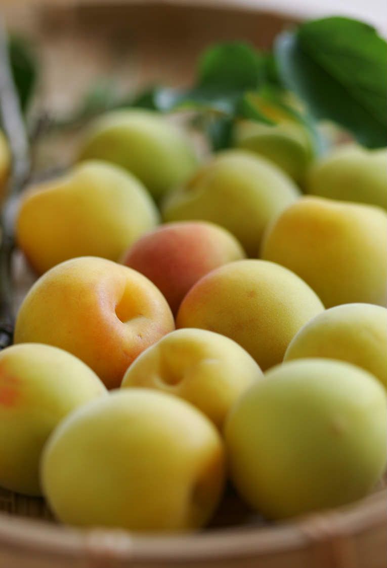 和歌山県みなべ町の梅林風景